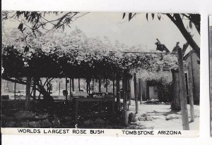 Rosebush Postcard 1940s   